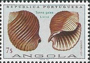 Giant Tun (Tonna galea)