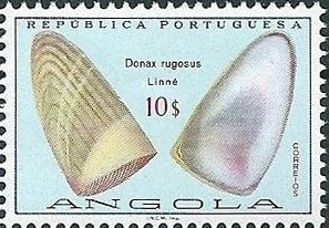 (Donax rugosus)