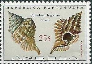 Trigonal Hairy Triton (Cymatium trigonum)