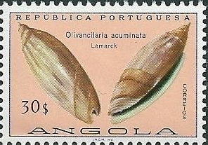 (Olivancilaria acuminata)