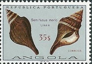 Giant Hairy Melongena (Semifusus morio)
