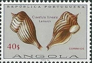 Wayvy-line Turrid (Clavatula lineata)