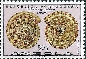 Noble Sundial (Solarium granulatum)