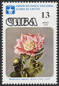 Stamp, Pereskia cubensis, Cuba,  , Flowers, Cacti, Plants (Flora)