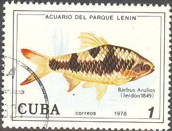 Arulius Barb (Barbus arulius)