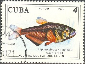 Rio Flame Tetra (Hyphessobrycon flammeus)