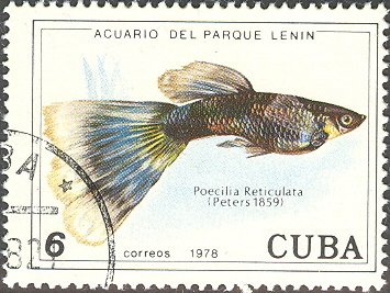 Guppy (Poecilia reticulata)