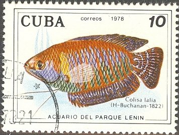 Dwarf Gourami (Colisa lalia)