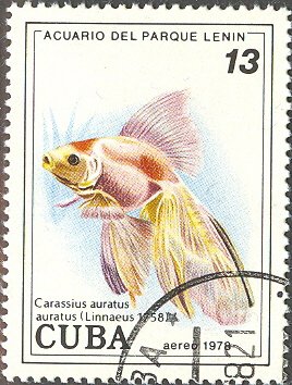 Goldfish (Carassius auratus auratus)