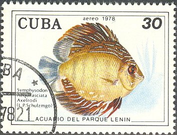 Blue Discus (Symphysodon aequifasciata)