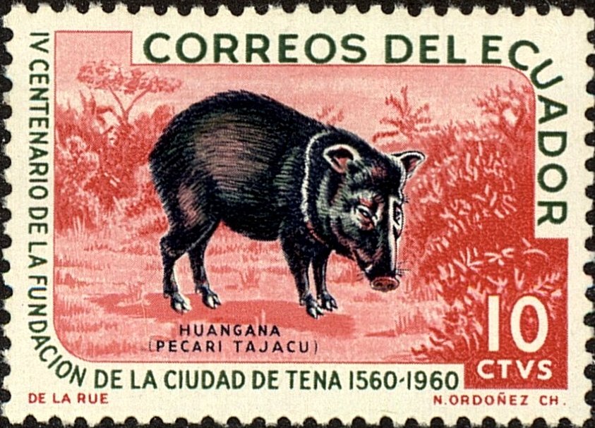 Collared Peccary (Tayassu tajacu)