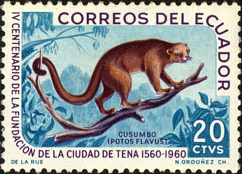 Kinkajou (Potos flavus)