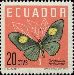 Swallowtail (Graphium pausianas)