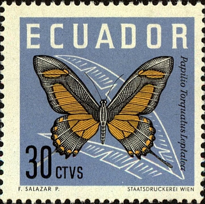 Torquatus Swallowtail (Papilio torquatus ssp. leptalea)