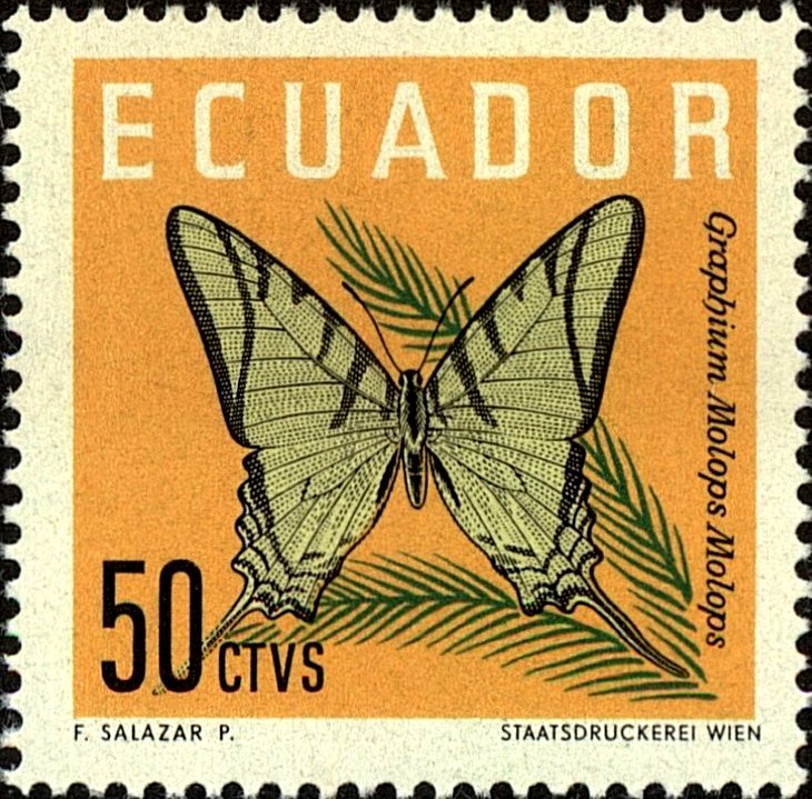 Swallowtail (Graphium molops)