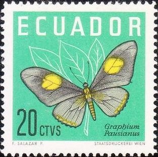 Swallowtail (Graphium pausianus)