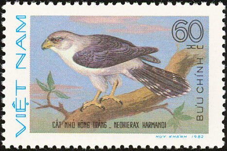 White-rumped Falcon (Neohierax harmandi)