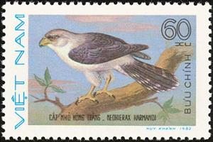 Stamp, White-rumped Falcon (Neohierax harmandi), Vietnam,  , Birds, Birds of Prey, Animals (Fauna)