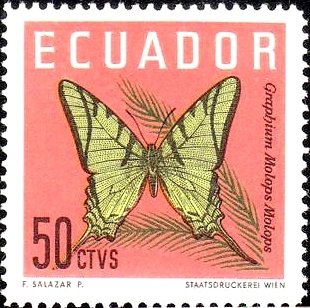 Swallowtail (Graphium molops)