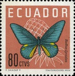 Cramer's Swallowtail (Battus lycidas)