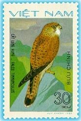Common Kestrel (Falco tinnunculus)