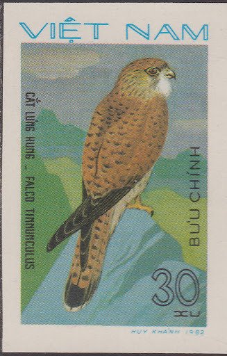 Common Kestrel (Falco tinnunculus)