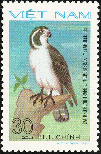 Pied Falconet (Microhierax melanoleucos)