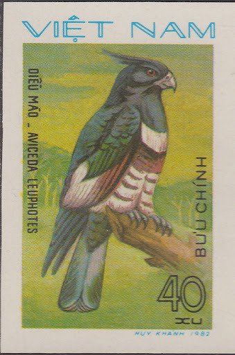 Black Baza (Aviceda leuphotes)