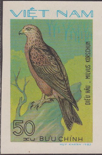 Black Kite (Milvus migrans)