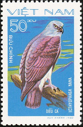 Lesser Fish Eagle (Icthyophaga nana)