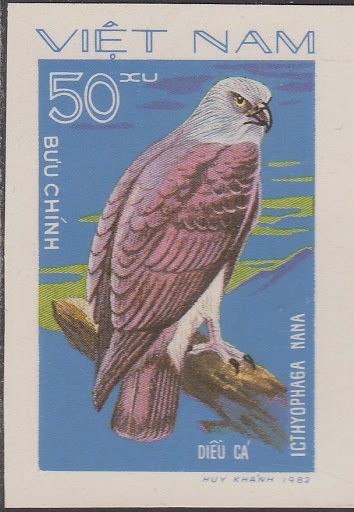 Lesser Fish Eagle (Icthyophaga nana)