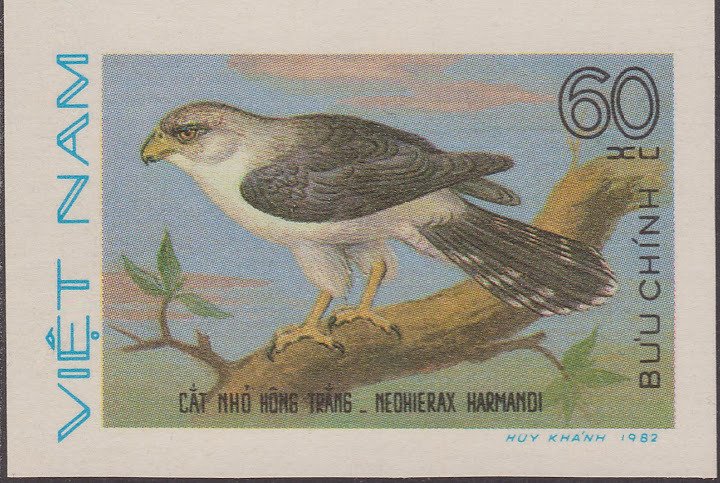 White-rumped Falcon (Neohierax harmandi)