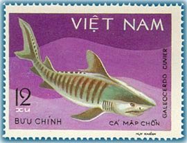 Tiger Shark (Galeocerdo cuvier)