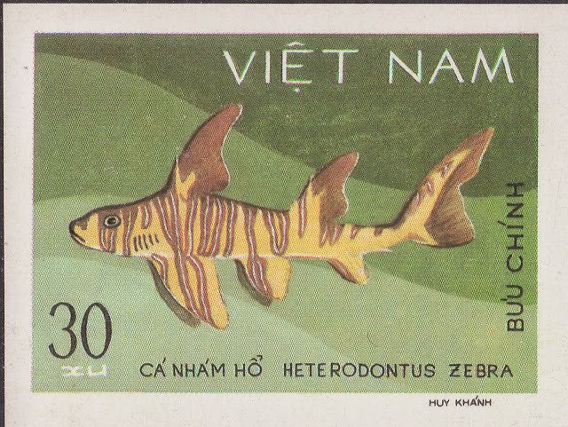 Zebra Bullhead Shark (Heterodontus zebra)
