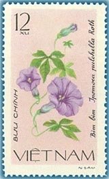 Ipomoea Pulchella