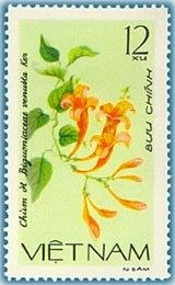 Bignonia venusta