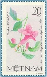 Petunia hybrida