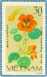 Tropaeolum (tropaeolum Majus)