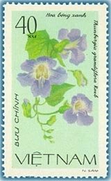 Blue Trumpet Vine - Thunbergia grandiflora