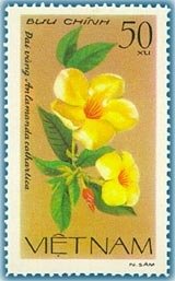 Golden Trumpet (anlamanda Cathartica)