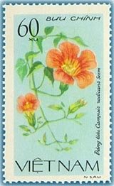 Trumpet Creeper (campsis Radicans)