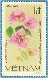 Bougainivillaea (bougainivillaea Spectabilis)
