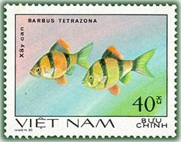 Stamp, Tiger Barb (Barbus tetrazona), Vietnam,  , Animals (Fauna), Fishes