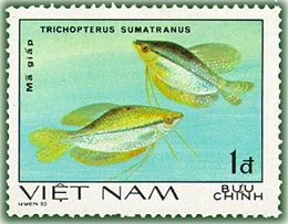 Opaline Gourami (Trochopterus sumatranus)