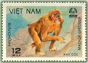 Stump-tail Macaque (Macaca speciosa)