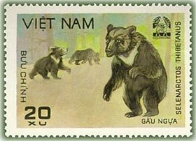 Asiatic Black Bear (Ursus thibetanus)