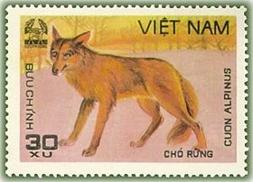 Dhole (Cuon alpinus)