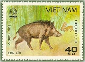 Wild Boar (Sus scrofa)