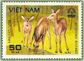 Sambar Deer (Cervus unicolor)