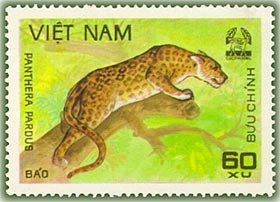 Leopard (Panthera pardus)